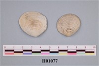 藏品(貝類化石)的圖片